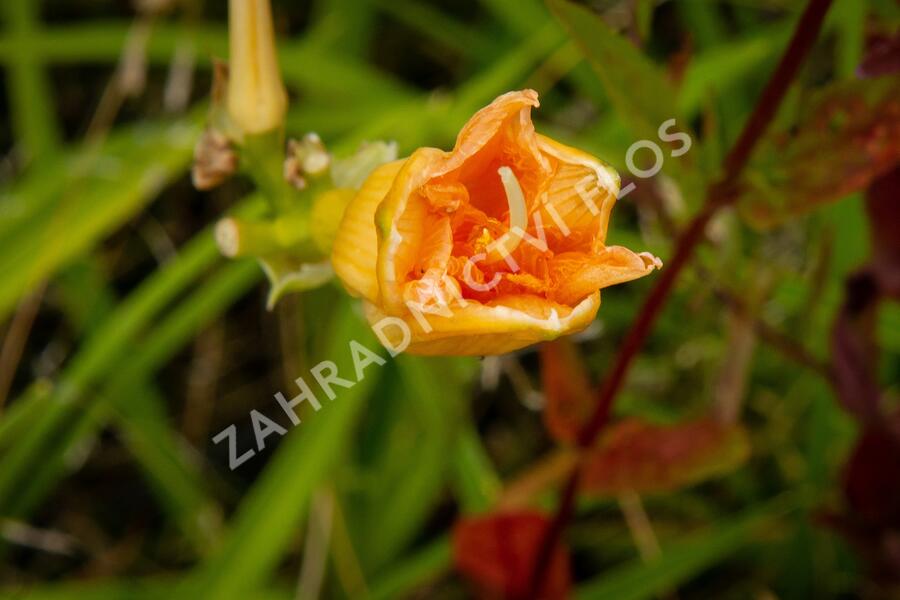 Denivka 'Longfields Kitten' - Hemerocallis 'Longfields Kitten'