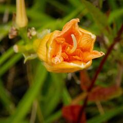 Denivka 'Longfields Kitten' - Hemerocallis 'Longfields Kitten'