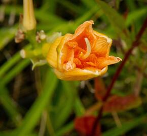 Denivka 'Longfields Kitten' - Hemerocallis 'Longfields Kitten'