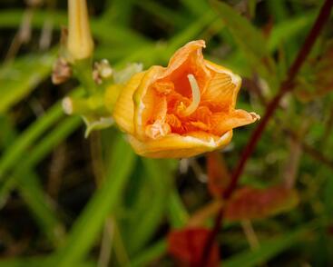 Denivka 'Longfields Kitten'