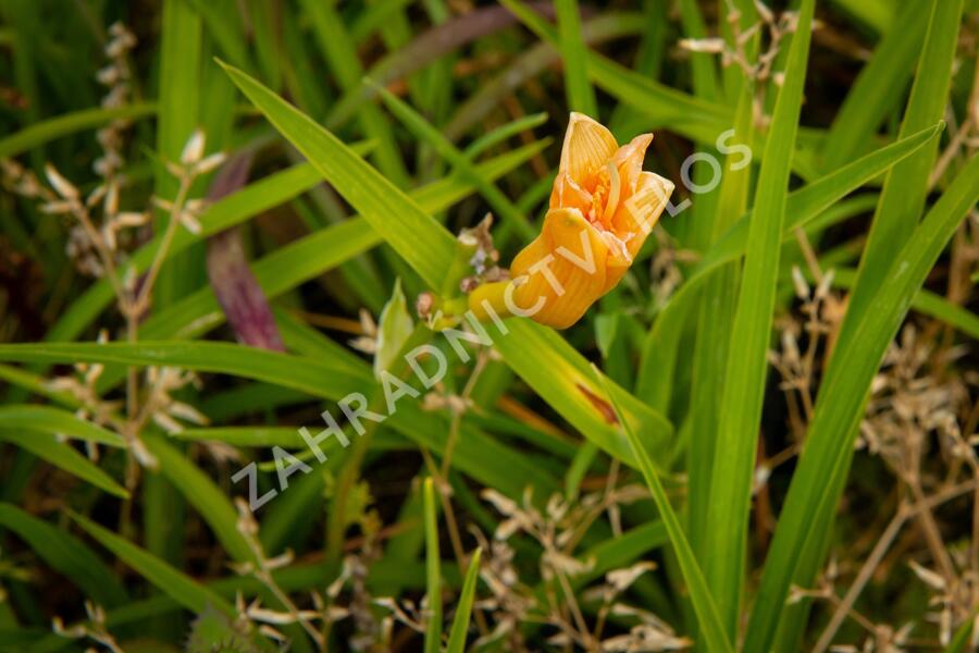 Denivka 'Longfields Kitten' - Hemerocallis 'Longfields Kitten'