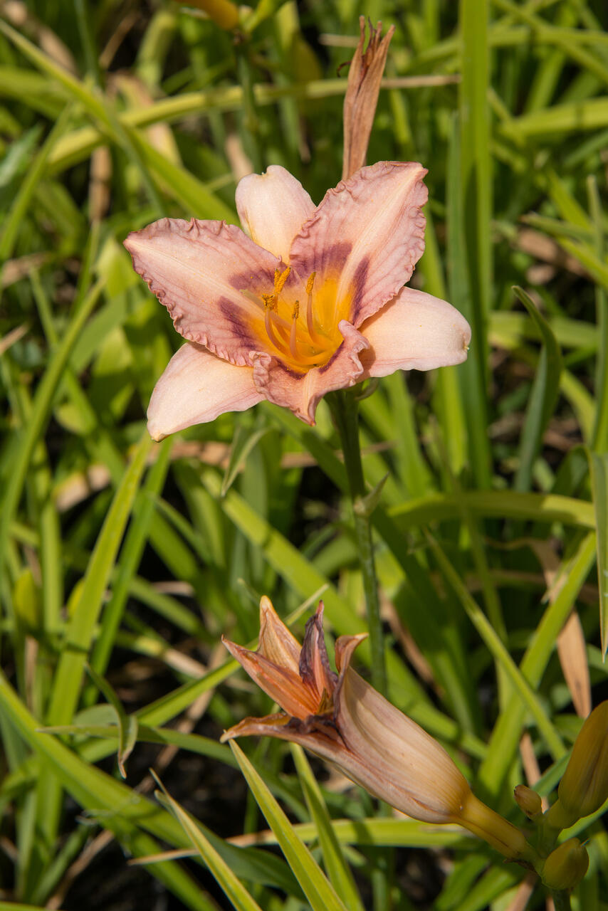 Denivka 'Longfields Glory' - Hemerocallis 'Longfields Glory ...