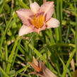 Denivka 'Longfields Glory' - Hemerocallis 'Longfields Glory'