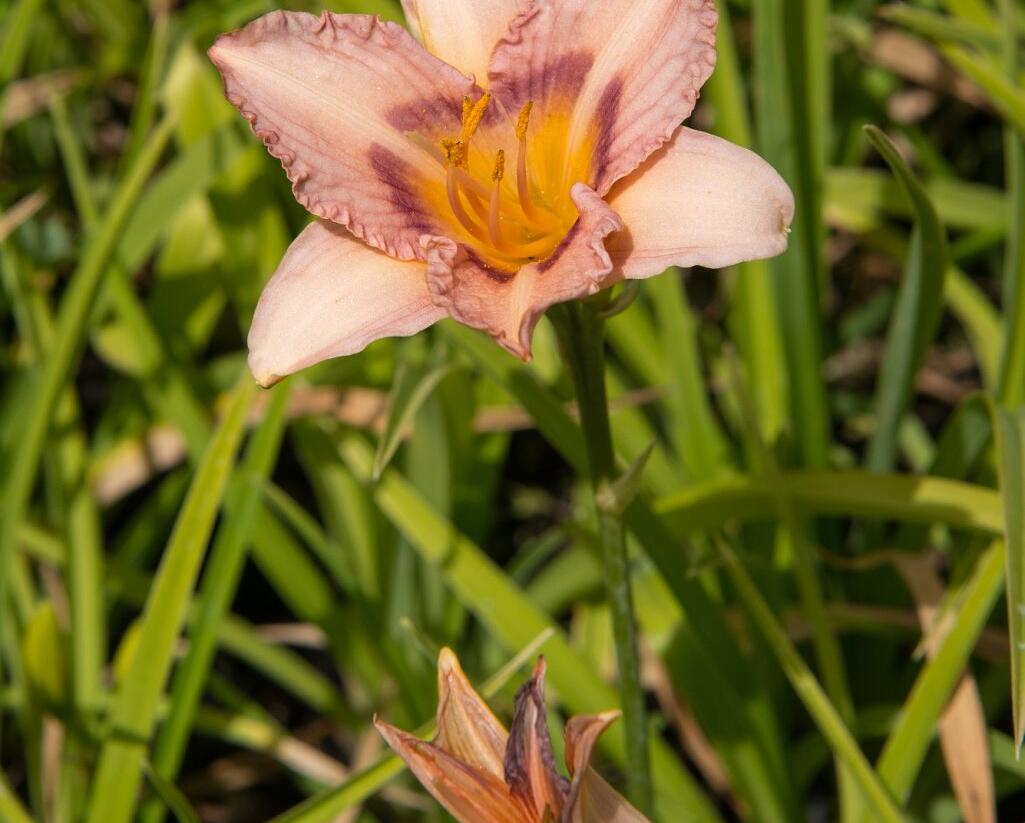Denivka 'Longfields Glory' - Hemerocallis 'Longfields Glory'