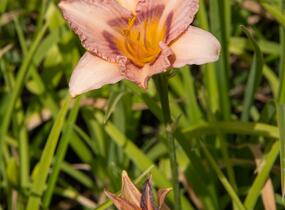 Denivka 'Longfields Glory' - Hemerocallis 'Longfields Glory'