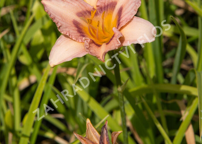 Denivka 'Longfields Glory' - Hemerocallis 'Longfields Glory ...