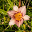 Denivka 'Longfields Glory' - Hemerocallis 'Longfields Glory'