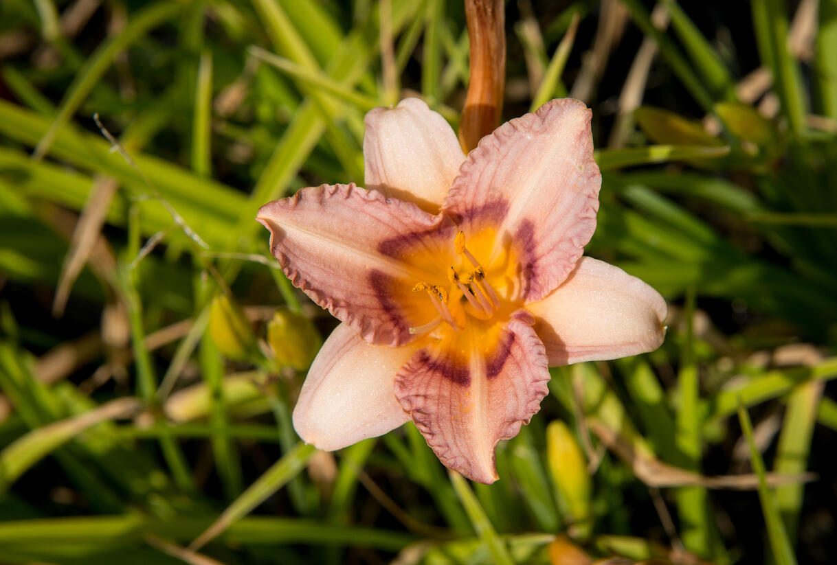 Denivka 'Longfields Glory' - Hemerocallis 'Longfields Glory'