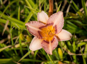 Denivka 'Longfields Glory' - Hemerocallis 'Longfields Glory'