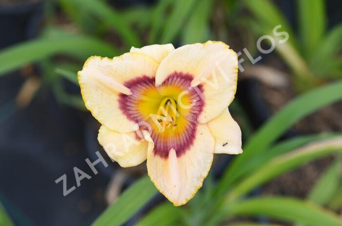 Denivka 'Rainbow Candy' - Hemerocallis 'Rainbow Candy'