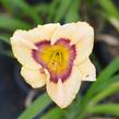 Denivka 'Rainbow Candy' - Hemerocallis 'Rainbow Candy'