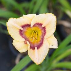 Denivka 'Rainbow Candy' - Hemerocallis 'Rainbow Candy'