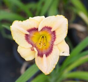 Denivka 'Rainbow Candy' - Hemerocallis 'Rainbow Candy'