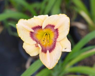 Denivka 'Rainbow Candy'