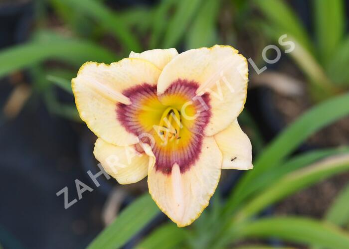 Denivka 'Rainbow Candy' - Hemerocallis 'Rainbow Candy'