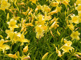 Denivka 'Suzie Wong' - Hemerocallis 'Suzie Wong'