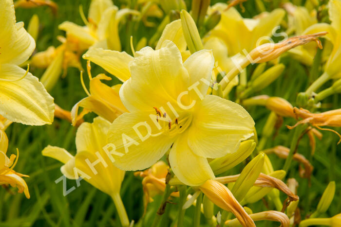 Denivka 'Suzie Wong' - Hemerocallis 'Suzie Wong'