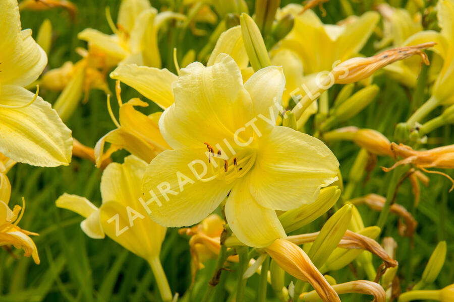 Denivka 'Suzie Wong' - Hemerocallis 'Suzie Wong'