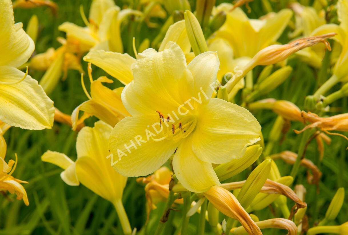 Denivka 'Suzie Wong' - Hemerocallis 'Suzie Wong'
