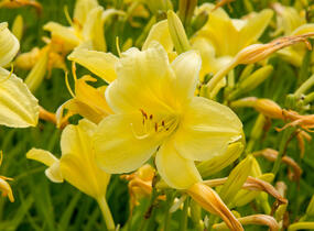 Denivka 'Suzie Wong' - Hemerocallis 'Suzie Wong'
