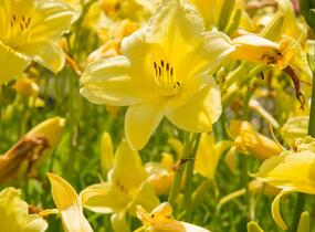 Denivka 'Suzie Wong' - Hemerocallis 'Suzie Wong'