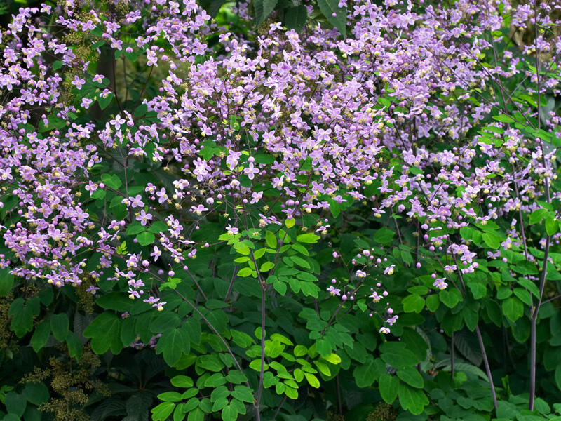 Žluťucha nádherná - Thalictrum rochebrunianum