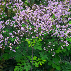Žluťucha nádherná - Thalictrum rochebrunianum