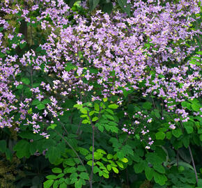 Žluťucha nádherná - Thalictrum rochebrunianum