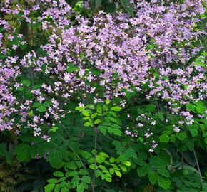 Žluťucha - Thalictrum rochebrunianum