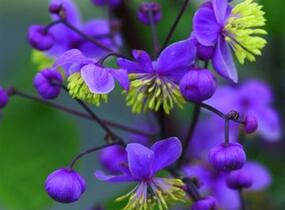 Žluťucha nádherná - Thalictrum rochebrunianum