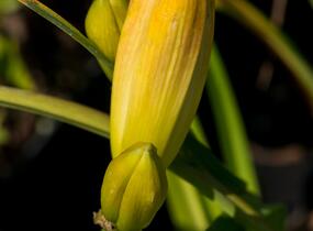 Denivka 'Veins of Truth' - Hemerocallis 'Veins of Truth'