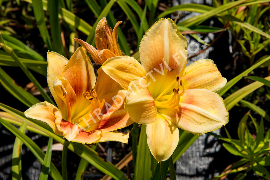 Denivka 'Veins of Truth' - Hemerocallis 'Veins of Truth'