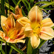 Denivka 'Veins of Truth' - Hemerocallis 'Veins of Truth'