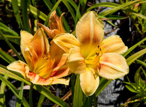 Denivka 'Veins of Truth' - Hemerocallis 'Veins of Truth'