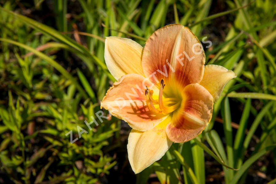 Denivka 'Veins of Truth' - Hemerocallis 'Veins of Truth'