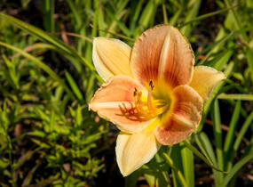 Denivka 'Veins of Truth' - Hemerocallis 'Veins of Truth'