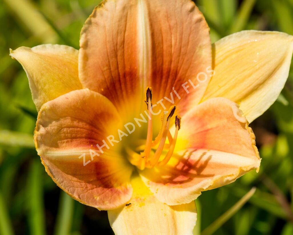 Denivka 'Veins of Truth' - Hemerocallis 'Veins of Truth'