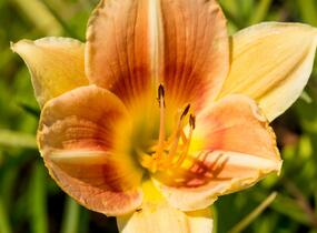 Denivka 'Veins of Truth' - Hemerocallis 'Veins of Truth'