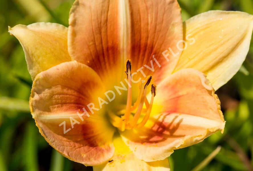 Denivka 'Veins of Truth' - Hemerocallis 'Veins of Truth'