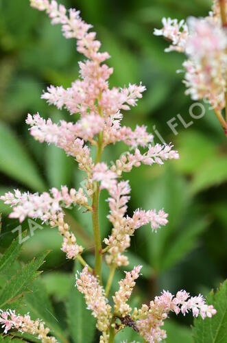 Čechrava japonská 'Peach Blossom' - Astilbe japonica 'Peach Blossom'