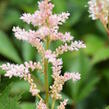 Čechrava japonská 'Peach Blossom' - Astilbe japonica 'Peach Blossom'