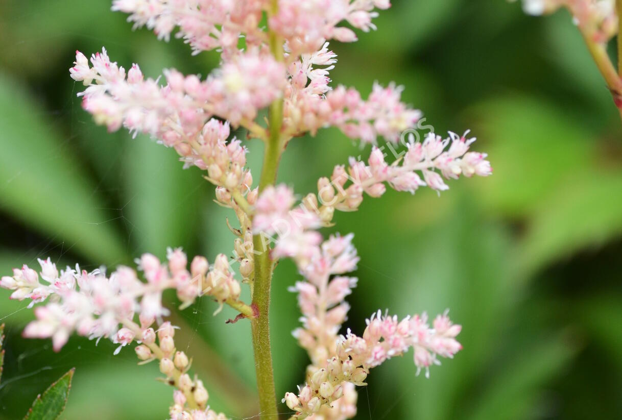 Čechrava japonská 'Peach Blossom' - Astilbe japonica 'Peach Blossom'