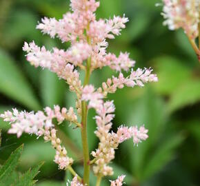 Čechrava japonská 'Peach Blossom' - Astilbe japonica 'Peach Blossom'