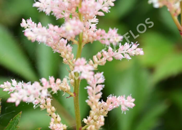 Čechrava japonská 'Peach Blossom' - Astilbe japonica 'Peach Blossom'