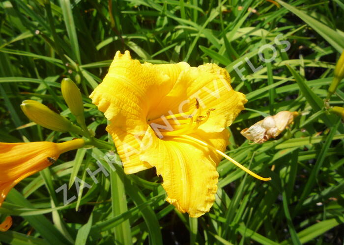Denivka 'Serenity Morgan' - Hemerocallis 'Serenity Morgan'