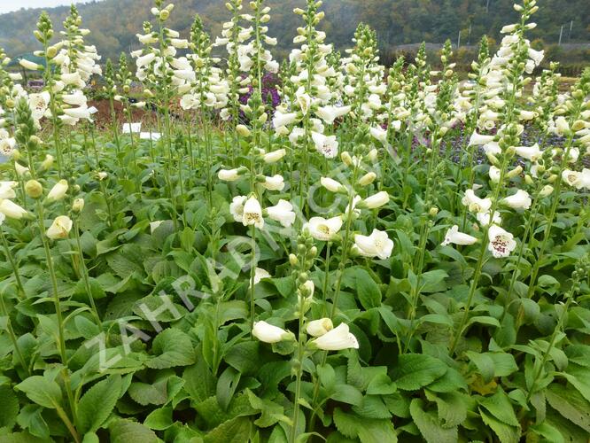 Náprstník červený 'Virtuoso Cream' - Digitalis purpurea 'Virtuoso Cream'