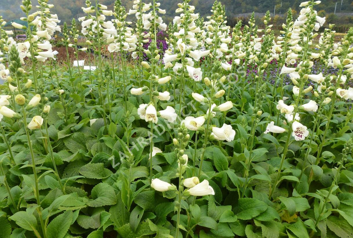 Náprstník červený 'Virtuoso Cream' - Digitalis purpurea 'Virtuoso Cream'