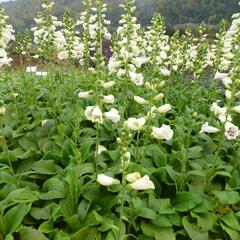 Náprstník červený 'Virtuoso Cream' - Digitalis purpurea 'Virtuoso Cream'