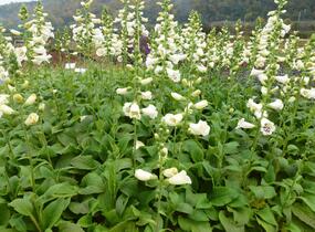 Náprstník červený 'Virtuoso Cream' - Digitalis purpurea 'Virtuoso Cream'