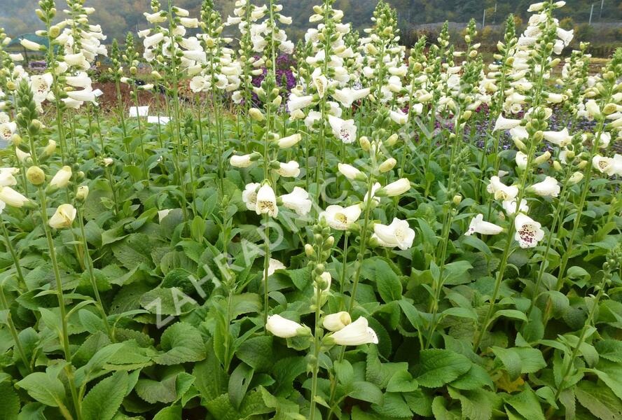 Náprstník červený 'Virtuoso Cream' - Digitalis purpurea 'Virtuoso Cream'